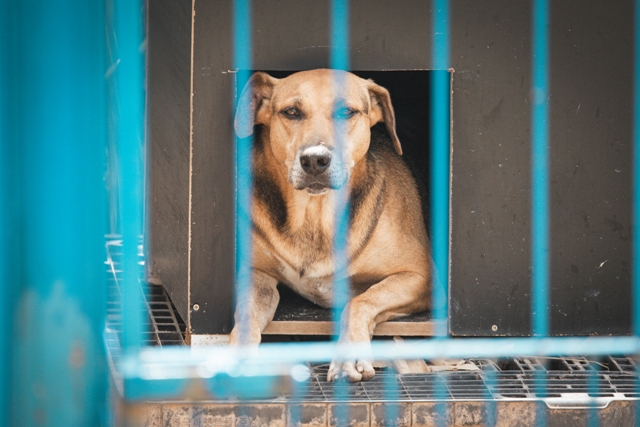 Lei Orelha: Alesc aprova projeto que amplia punições para casos de maus-tratos a animais em SC