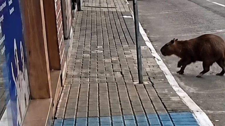 Capivara invade loja e chama atenção no Centro de Videira