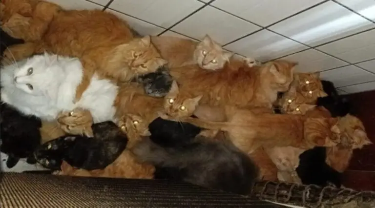Indiciada por maus-tratos: A cronologia do caso dos 400 gatos em Concórdia