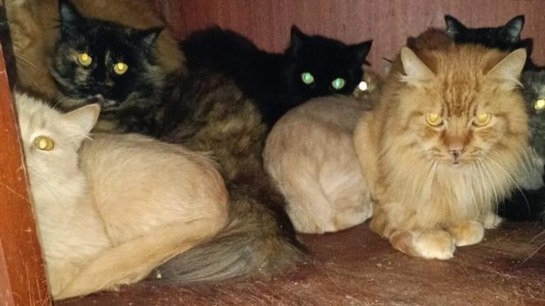 Resgate de gatos em apartamento de Concórdia é concluído; nascimento de filhotes preocupa