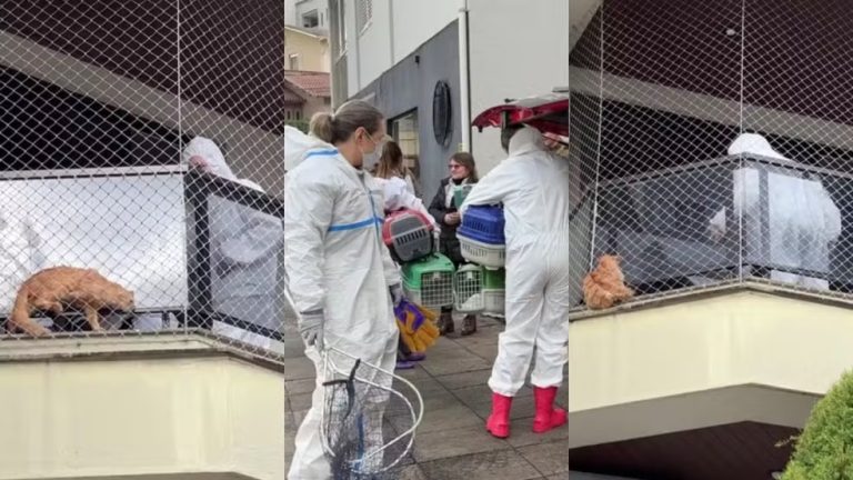 400 gatos: Resgate de felinos tem início após decisão judicial