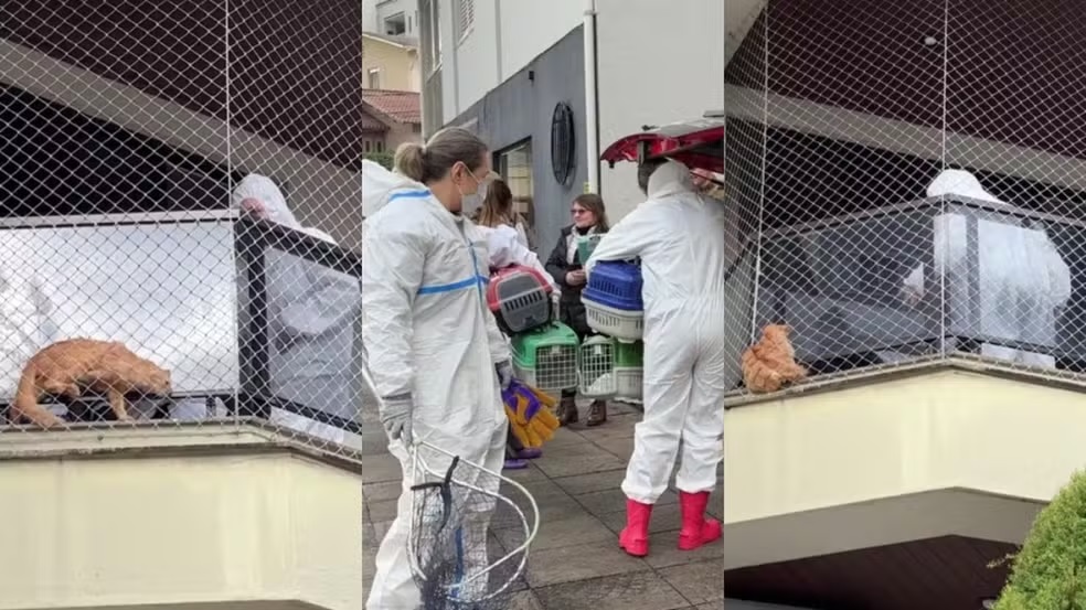 400 gatos: Resgate de felinos tem início após decisão judicial