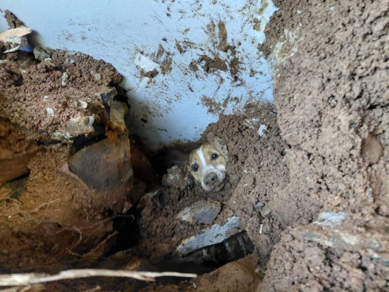 Cachorro é resgatado após ficar horas soterrado em desabamento de muro em Concórdia