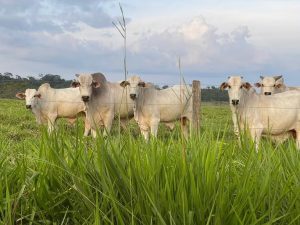 Alerta para suspeita de caso de raiva bovina no Oeste de SC