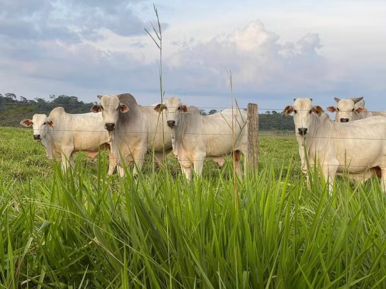 Alerta para suspeita de caso de raiva bovina no Oeste de SC