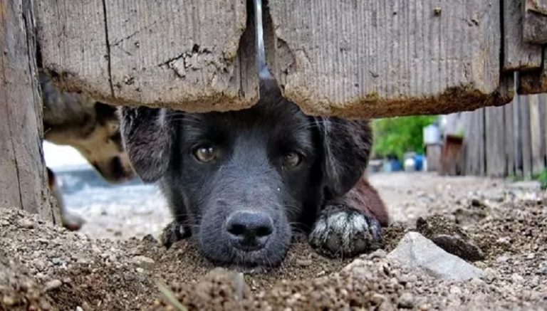 Campos Novos está entre os municípios catarinenses com maior índice de maus-tratos a animais