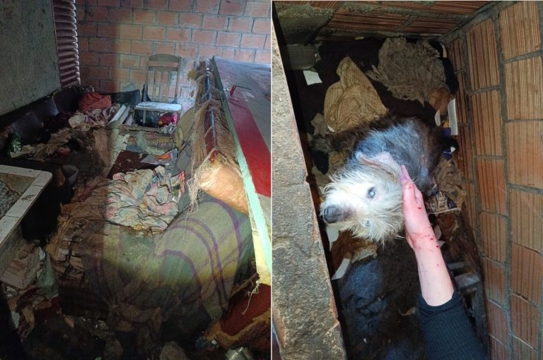 Até zoofilia: Homem é preso por maus-tratos a animais em local degradante e insalubre no Oeste (fotos)