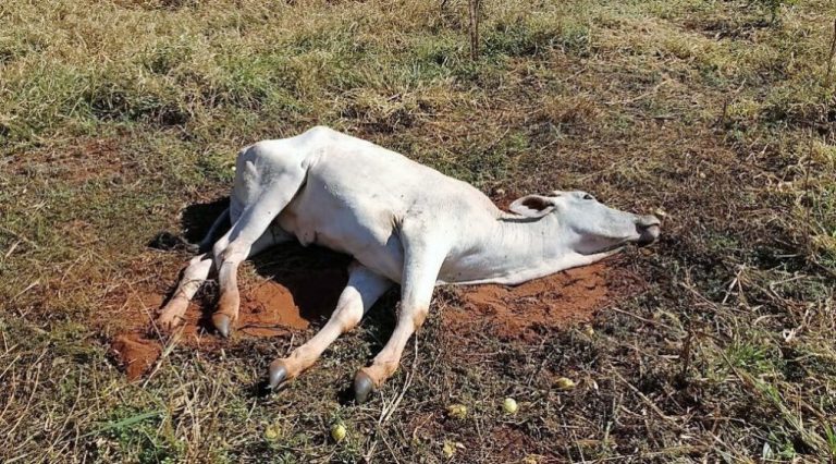 Raiva avança em animais de produção: Santa Catarina já soma 27 focos da doença em 2026