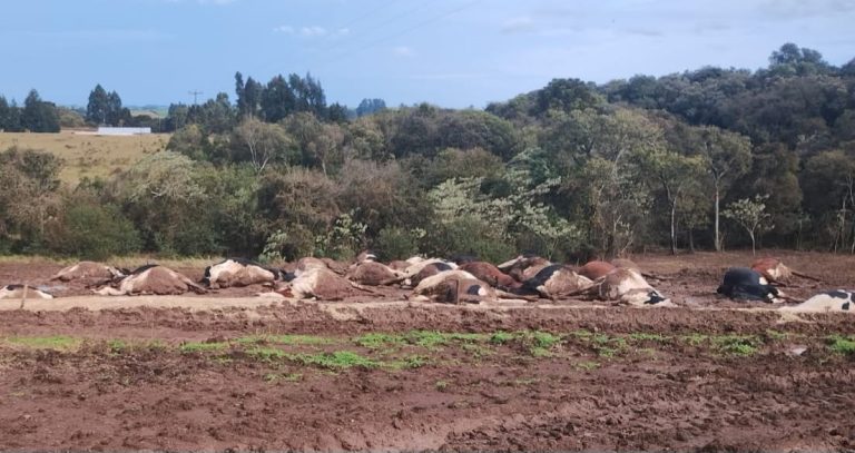 Cerca de 30 vacas morrem eletrocutadas após fio de energia cair sobre rebanho no Oeste