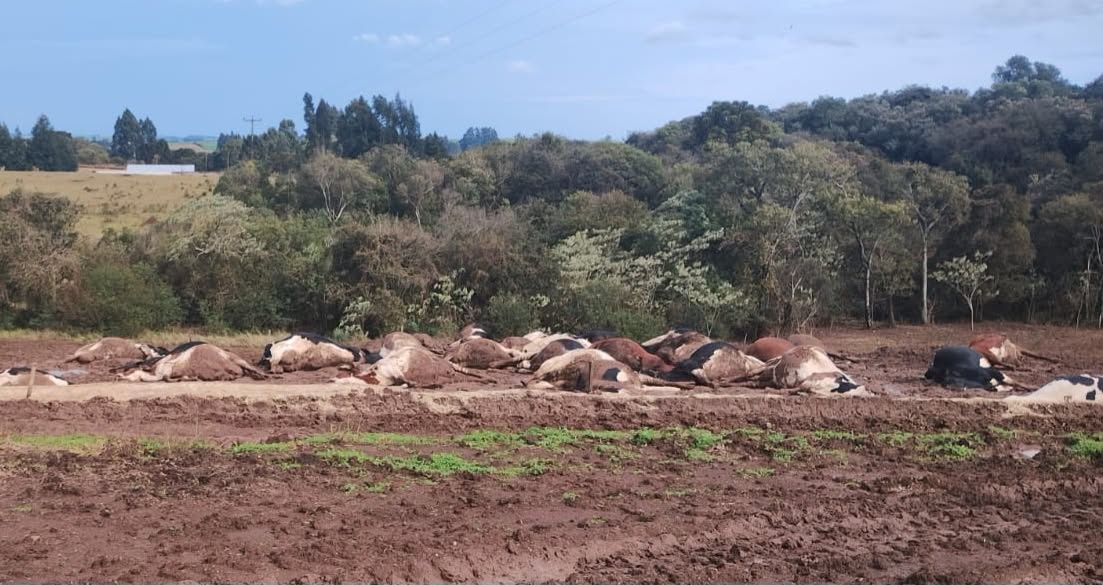 Cerca de 30 vacas morrem eletrocutadas após fio de energia cair sobre rebanho no Oeste