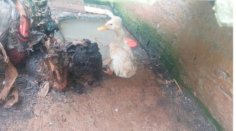 Operação fecha zoológico clandestino no Oeste de SC e apreende mais de 650 animais