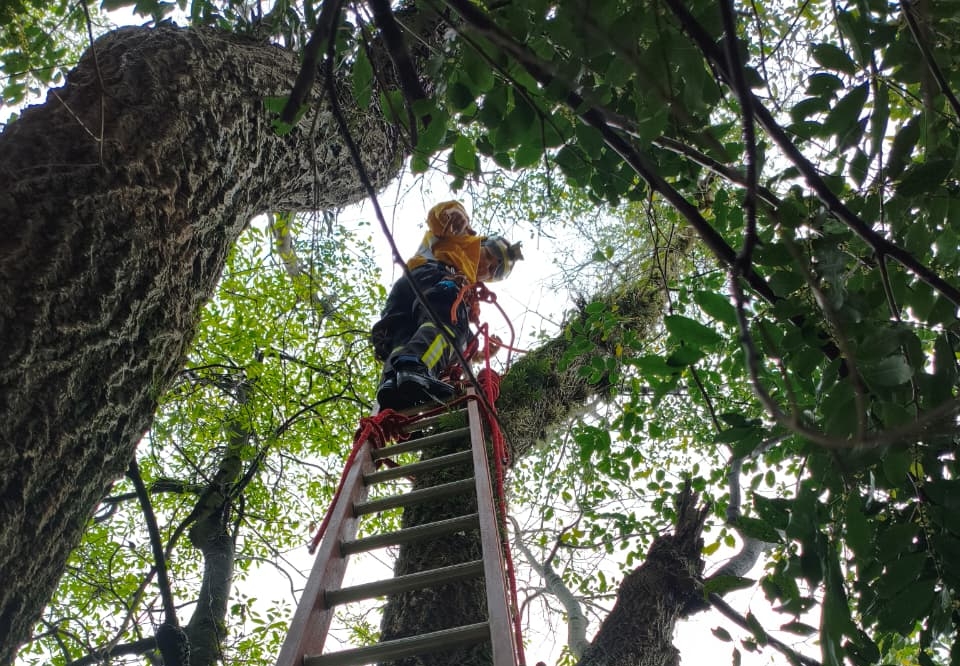 Bombeiros resgatam gato que estava preso há três dias em árvore de 25 metros em SC