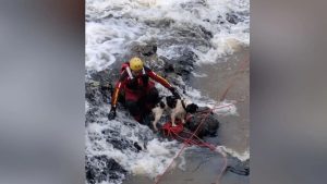 Cachorro é resgatado pelos Bombeiros após ficar preso em pedra de cachoeira em Caçador