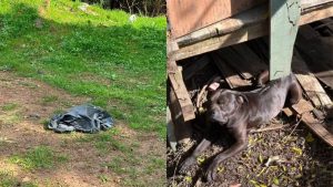 Mais de 20 cães são encontrados mortos em SC