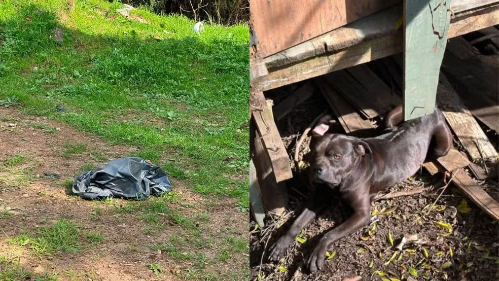 Mais de 20 cães são encontrados mortos em SC