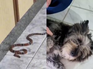 Cobra-coral verdadeira é encontrada dentro de casa em SC após alerta de cachorra