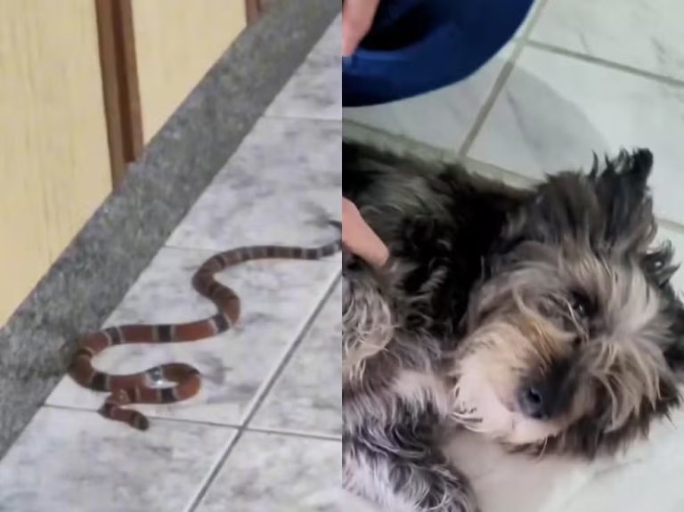 Cobra-coral verdadeira é encontrada dentro de casa em SC após alerta de cachorra
