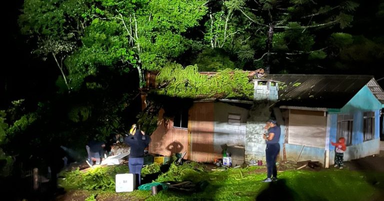 Fotos! Queda de araucária causa grandes estragos em residência no interior de Herval d’Oeste