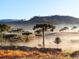 Temperaturas despencam e chegam a -1,7 °C em Santa Catarina neste domingo