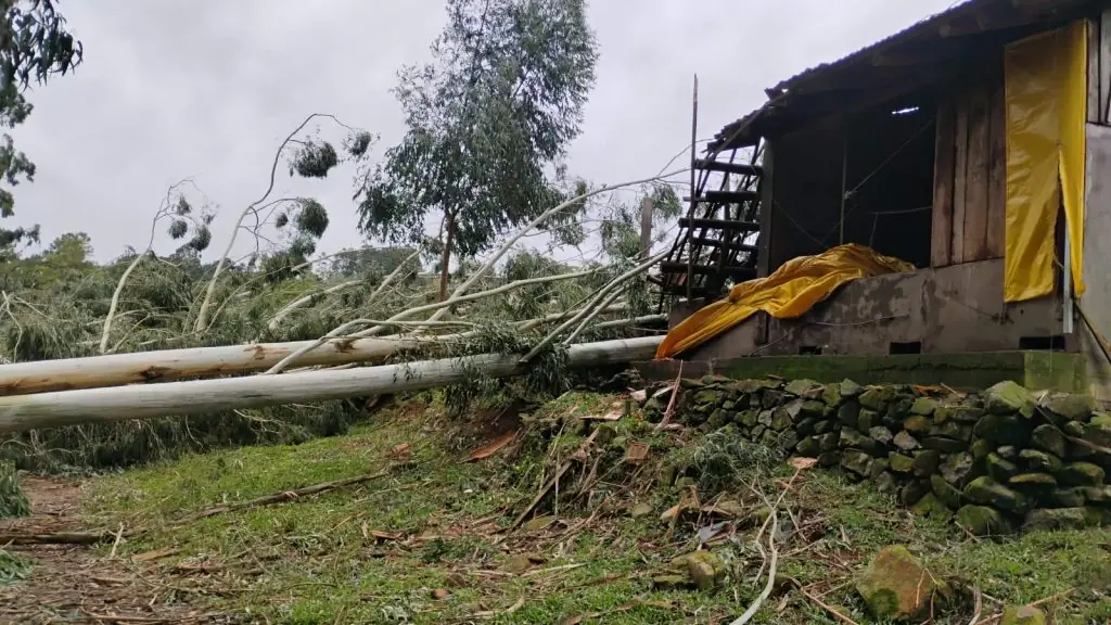 Eucaliptos caídos e estrutura danificada pelo vendaval em propriedade rural de Jaborá
