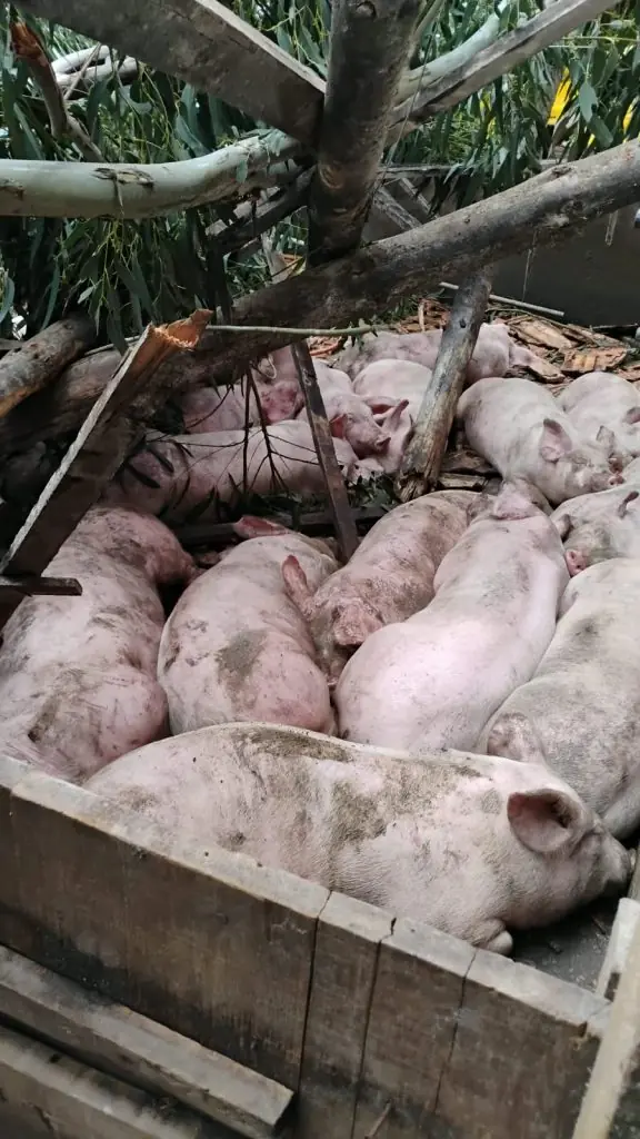 Porcos desabrigados pelo vendaval são transportados em caminhão para outros chiqueiros da região