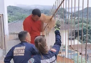 Bombeiros resgatam gato preso em grade de ferro em Joaçaba