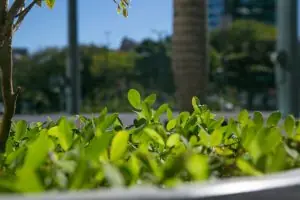 Programa Alesc Sustentável completa cinco anos com avanços na gestão ambiental e novos projetos ecológicos
