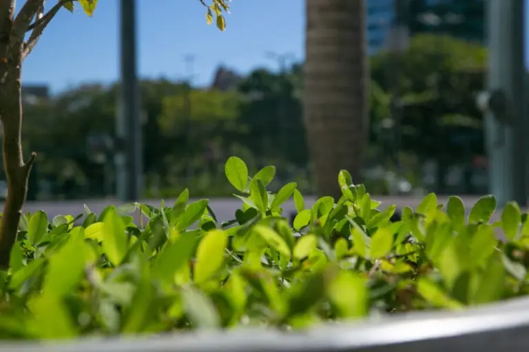 Programa Alesc Sustentável completa cinco anos com avanços na gestão ambiental e novos projetos ecológicos