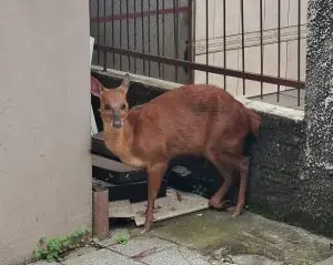 Supressa em Videira: cervo é encontrado ferido e resgatado