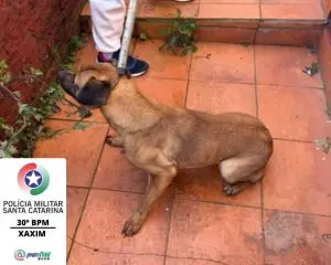 Homem é conduzido à delegacia após cão ser resgatado em condições de maus-tratos em SC