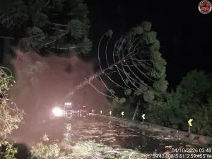 Árvores de 20 metros caem e bloqueiam totalmente a rodovia SC-355 em Videira