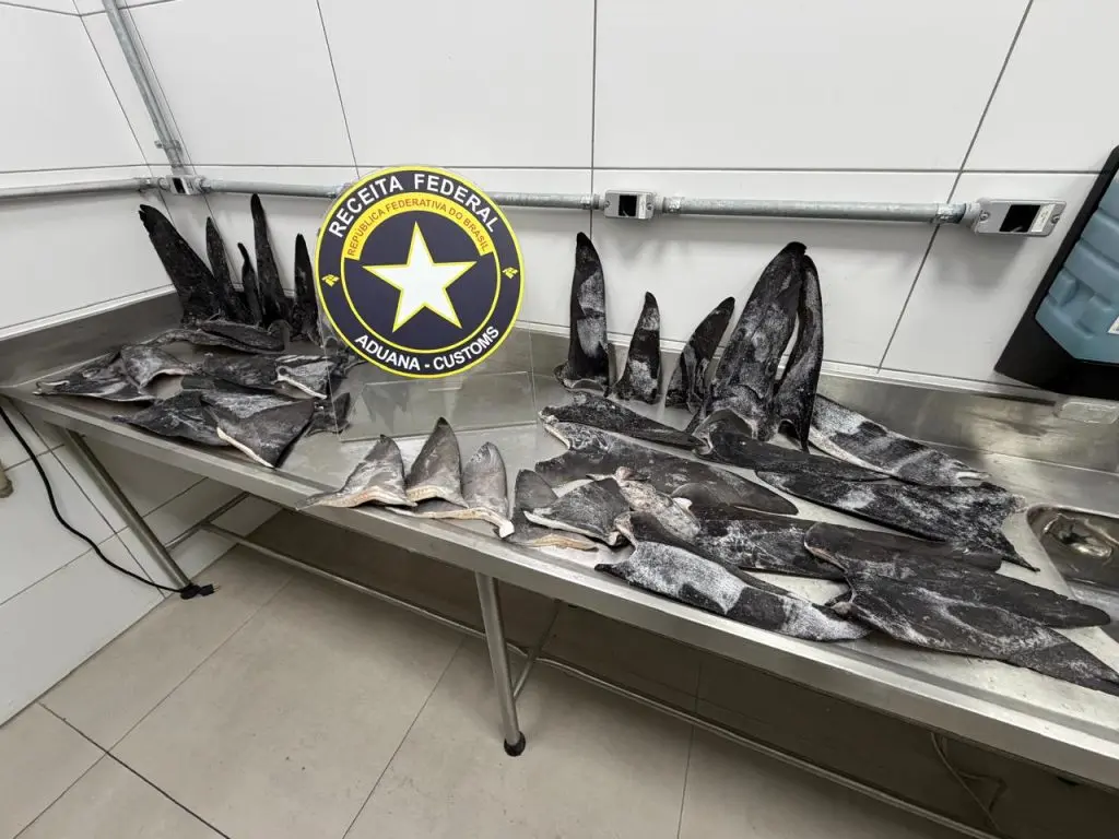 Receita Federal apreende mais de 17 toneladas de barbatanas de tubarão em porto de SC