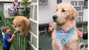 Vídeo! Golden retriever vira atração em Itajaí e recebe 300 fãs no portão de casa em um único dia