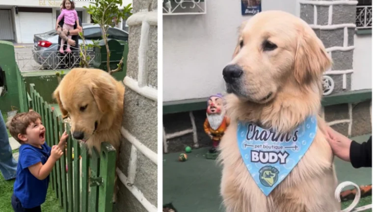 Vídeo! Golden retriever vira atração em Itajaí e recebe 300 fãs no portão de casa em um único dia