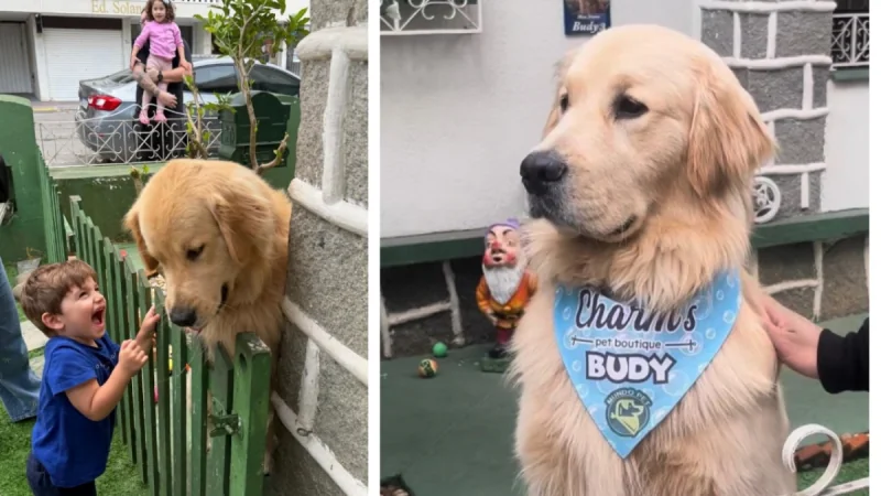 Vídeo! Golden retriever vira atração em Itajaí e recebe 300 fãs no portão de casa em um único dia