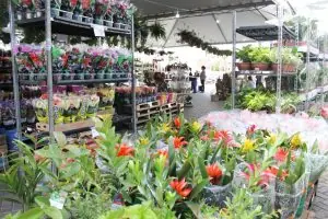Passarela Supermercados e Via Atacadista promovem nova edição da ExpoFlor com mais de 100 variedades de plantas direto de Holambra