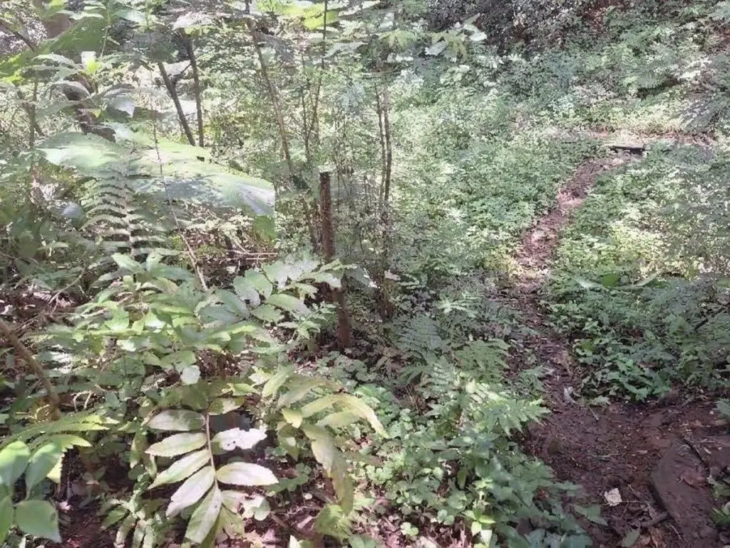 Homem de 38 anos é encontrado morto em carreiro em Herval d’Oeste