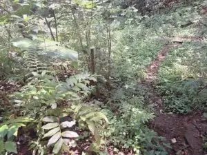 Homem de 38 anos é encontrado morto em carreiro em Herval d’Oeste