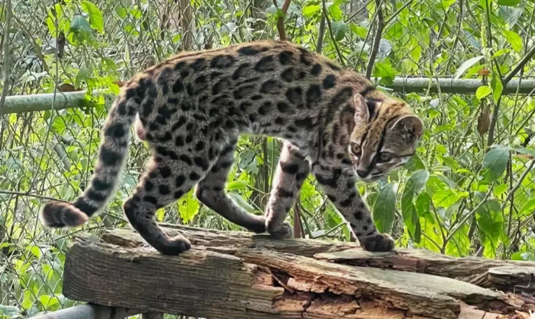 Nova espécie de felino é identificada em florestas da Bolívia por equipe liderada por brasileiro