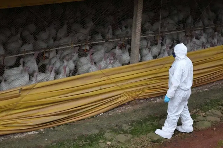 Cinco países restringem carne de aves do Brasil após foco de doença de Newcastle em SC