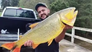 Pescador fisga dourado de quase 14 quilos em rio de Santa Catarina