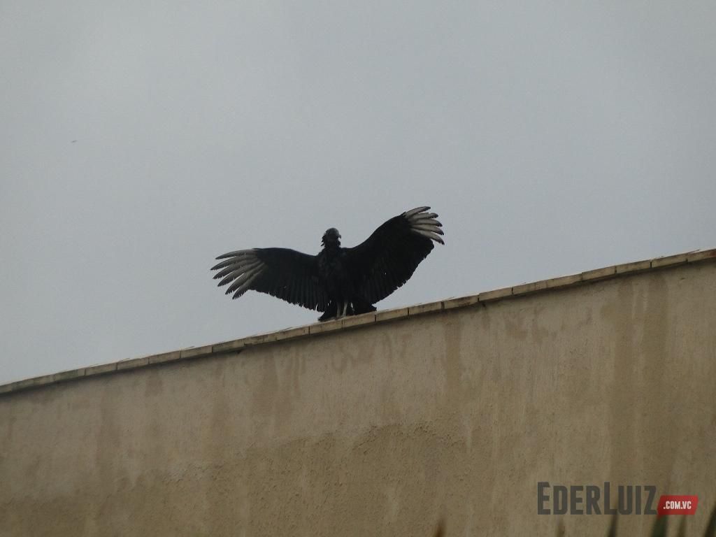 Urubus se tornam vizinhos indesejados