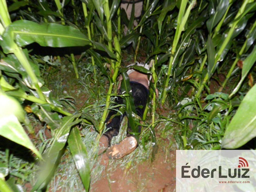 Homem tem cabeça arrancada e jogada aos cães