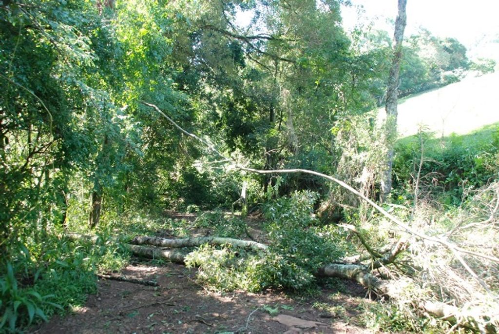 Vendaval arranca árvores inteiras