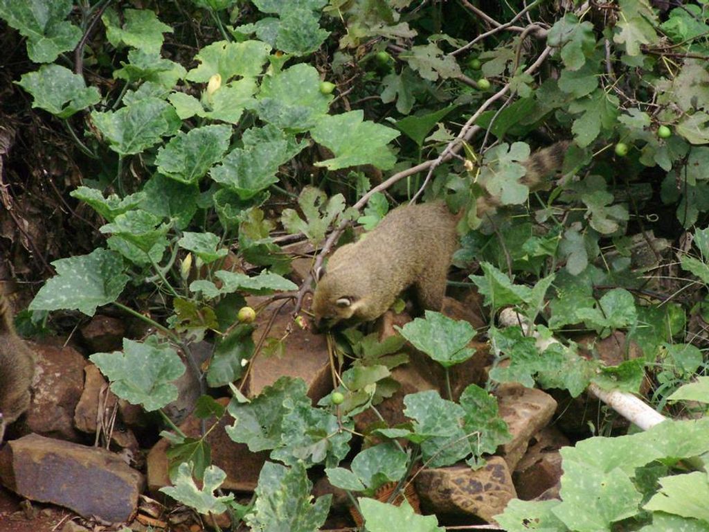 Quatis atacam e ferem cadela em Joaçaba