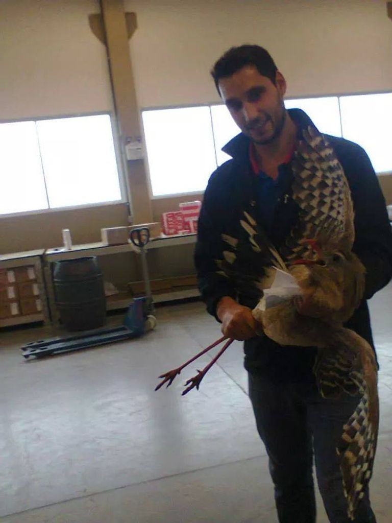 Seriema é encontrada dentro de empresa