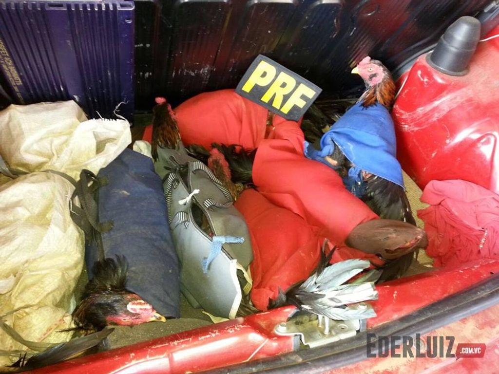 PRF apreende galos de rinha em Água Doce