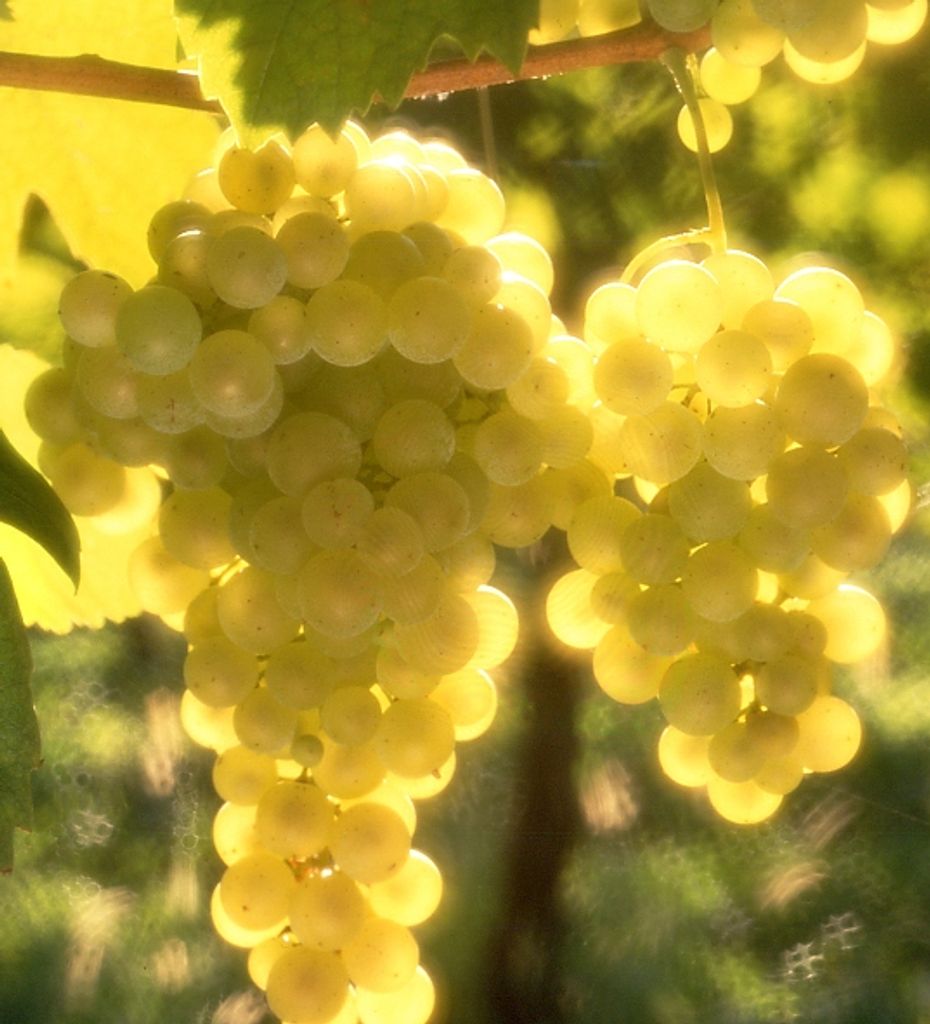 Coluna Brinda Brasil – Por quê não encontramos Prosecco Rosé?