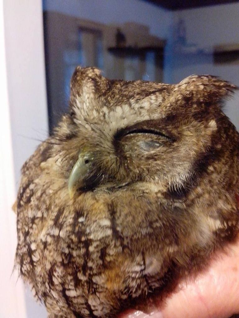 Coruja com asa presa é resgatada por Ong em Joaçaba