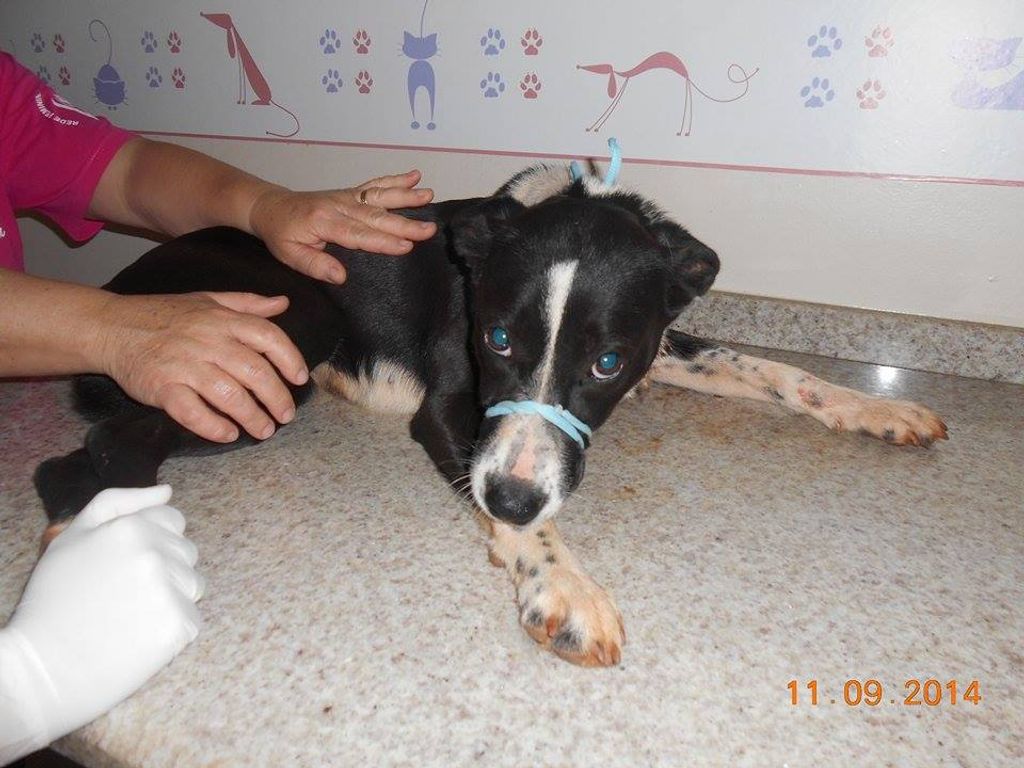 Cão com corte de 15 centímetros no pescoço é resgatado pela Ong Amigos dos Animais